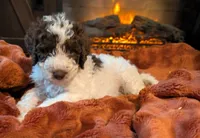 Clove, a male Bernedoodle for sale in Lake Ann, MI – 3 of 6