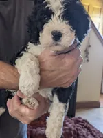 Basil, a female Bernedoodle for sale in Lake Ann, MI – 3 of 6