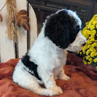 Mace, a male Bernedoodle for sale in Lake Ann, MI – 7 of 7