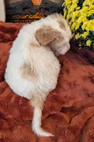 Honey, a female Bernedoodle for sale in Lake Ann, MI – 4 of 4