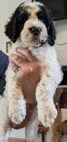 Mace, a male Bernedoodle for sale in Lake Ann, MI – 3 of 7