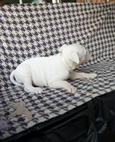 Holly , a female American Bully for sale in Brooklyn, NY – 2 of 6