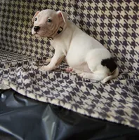 Holly , a female American Bully for sale in Brooklyn, NY – 6 of 6