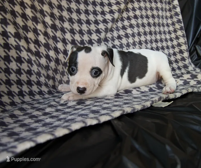 Little dot  – American Bully puppy for sale in Brooklyn, NY