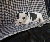Little dot , a female American Bully for sale in Brooklyn, NY – 1 of 5
