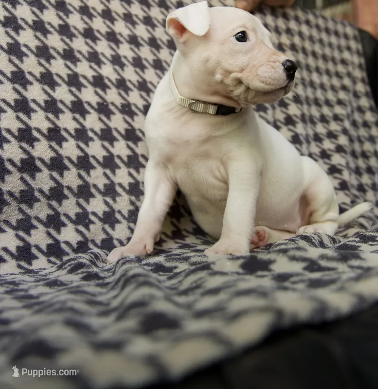 Holly  – American Bully puppy for sale in Brooklyn, NY