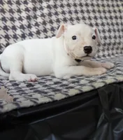 Holly , a female American Bully for sale in Brooklyn, NY – 4 of 6