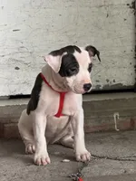 Little dot , a female American Bully for sale in Brooklyn, NY – 5 of 5