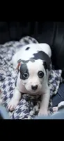 Little dot , a female American Bully for sale in Brooklyn, NY – 2 of 5