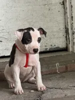 Little dot , a female American Bully for sale in Brooklyn, NY – 4 of 5