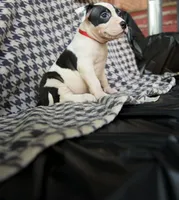 Big dot, a female American Bully for sale in Brooklyn, NY – 2 of 3