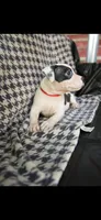Big dot, a female American Bully for sale in Brooklyn, NY – 3 of 3