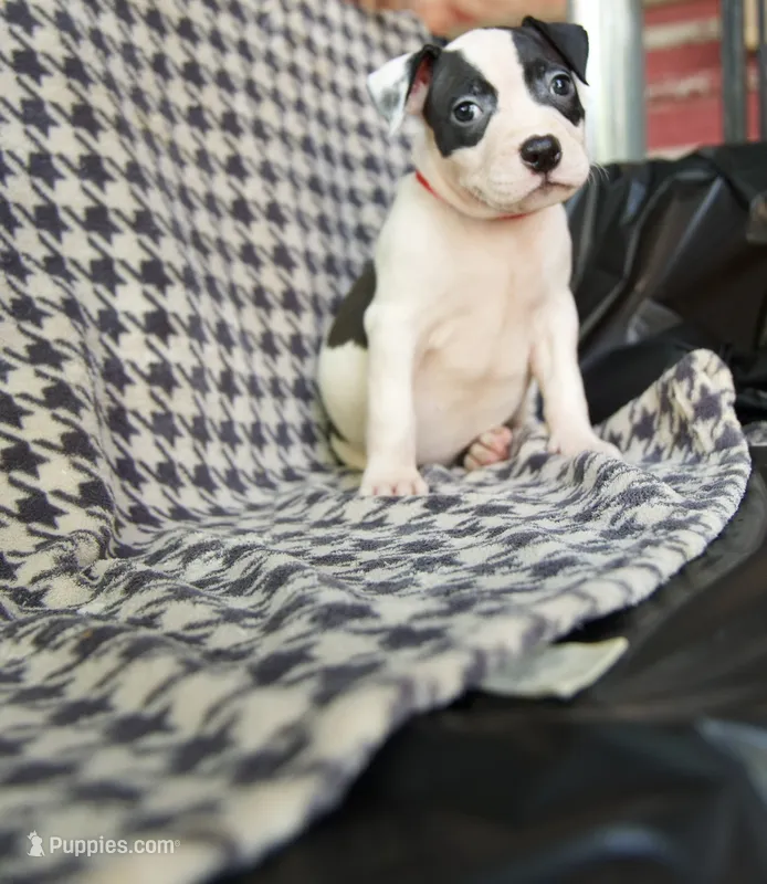 Big dot – American Bully puppy for sale in Brooklyn, NY