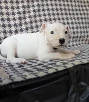 Holly , a female American Bully for sale in Brooklyn, NY – 3 of 6