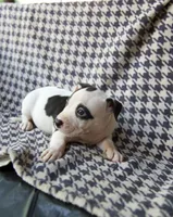 Little dot , a female American Bully for sale in Brooklyn, NY – 3 of 5