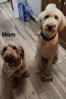 Red Collar- Male, a male Double Doodle for sale in Florence, KY – 4 of 4