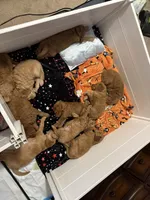 Yellow Collar-Female, a female Double Doodle for sale in Florence, KY – 2 of 4