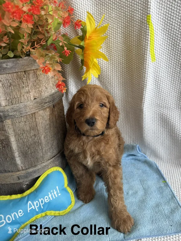 Black Collar-Male – Double Doodle puppy for sale in Florence, KY