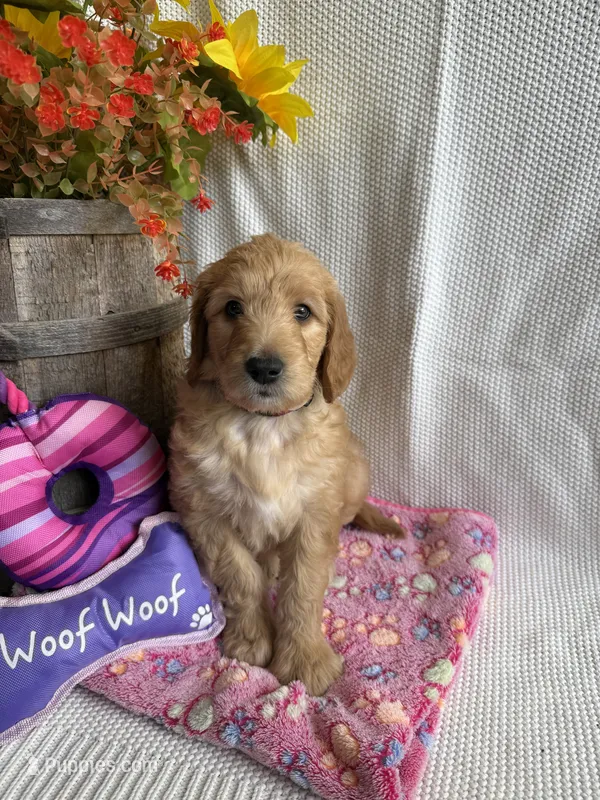 Maroon Collar-Female – Double Doodle puppy for sale in Florence, KY