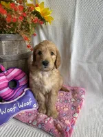 Maroon Collar-Female, a female Double Doodle for sale in Florence, KY – 1 of 4