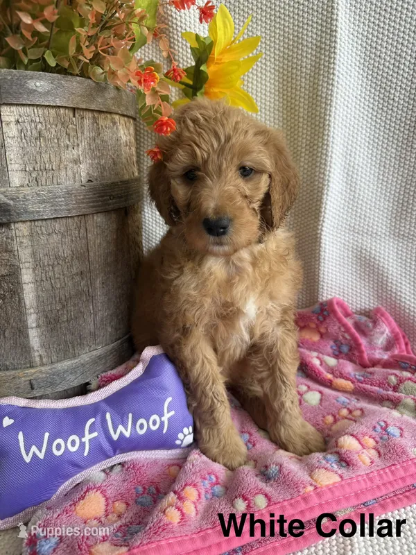 White Collar- Female – Double Doodle puppy for sale in Florence, KY