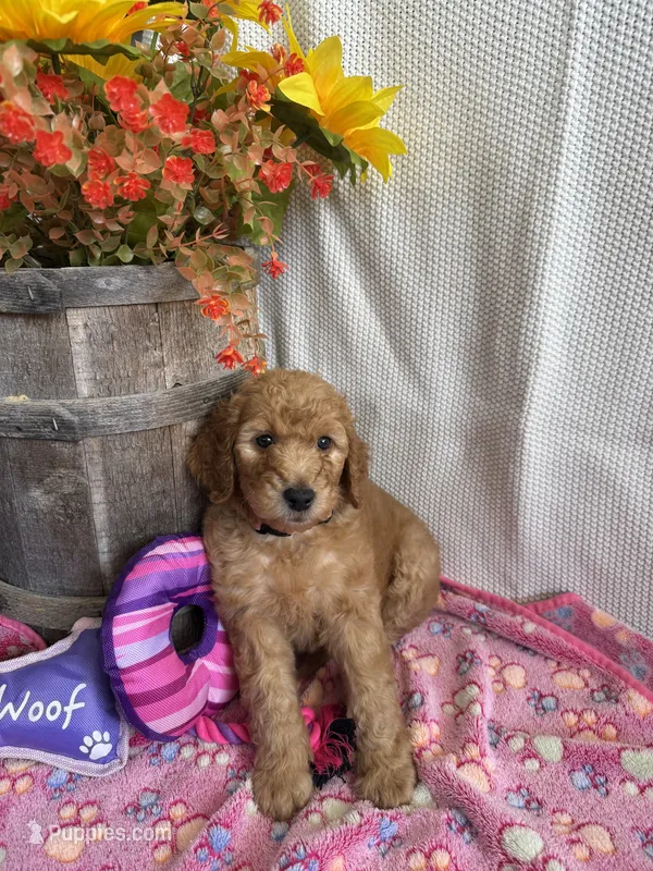 Light Pink Collar-Female – Double Doodle puppy for sale in Florence, KY