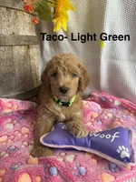 Light Green Collar- Female, a female Double Doodle for sale in Florence, KY – 1 of 4
