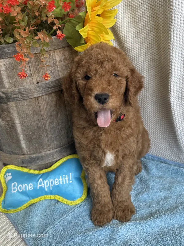 Red Collar- Male – Double Doodle puppy for sale in Florence, KY