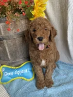 Red Collar- Male, a male Double Doodle for sale in Florence, KY – 1 of 4