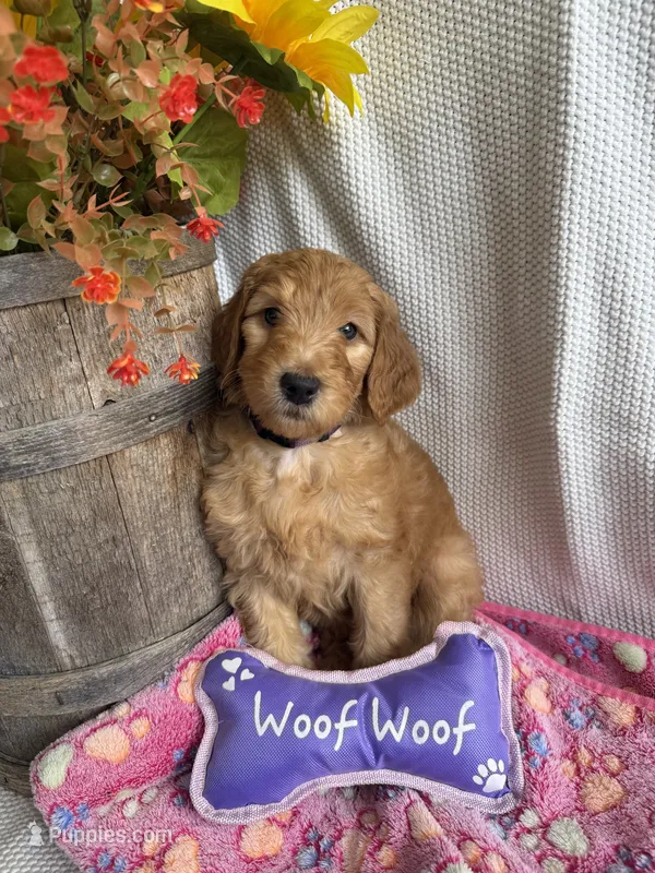 Purple Collar-Female – Double Doodle puppy for sale in Florence, KY