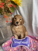 Purple Collar-Female, a female Double Doodle for sale in Florence, KY – 1 of 4