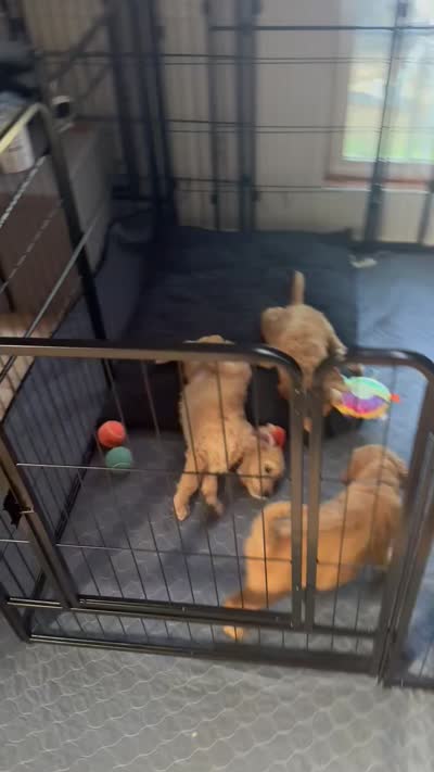 Light Green Collar- Female, a female Double Doodle for sale in Florence, KY – 3 of 4