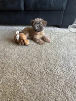 Sampson , a male Shih Tzu and Mal Shi for sale in Richmond, VA – Photo 3 of 4