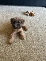 Sampson , a male Shih Tzu and Mal Shi for sale in Richmond, VA – Photo 2 of 4