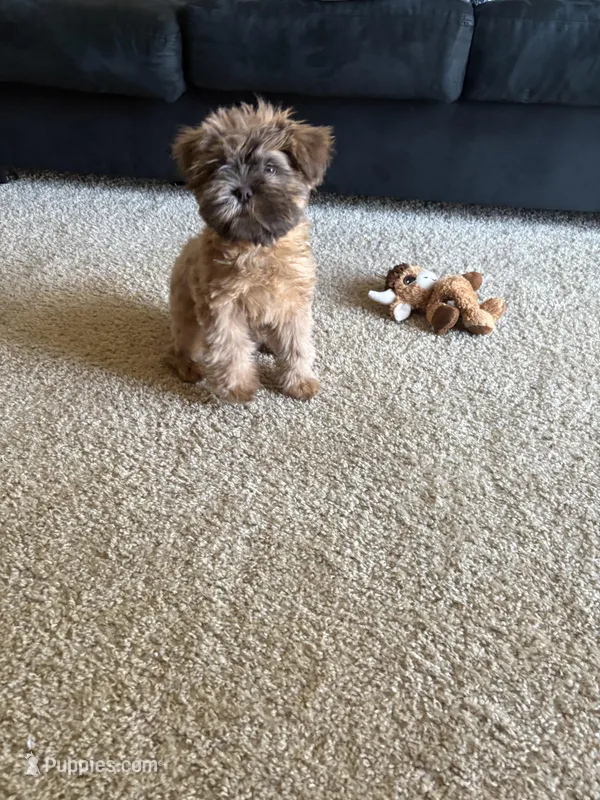 Sampson  – Shih Tzu, Mal Shi puppy for sale in Richmond, VA