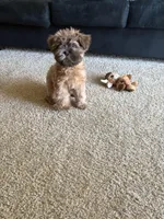 Sampson , a male Shih Tzu and Mal Shi for sale in Richmond, VA – Photo 1 of 4