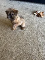 Sampson , a male Shih Tzu and Mal Shi for sale in Richmond, VA – Photo 4 of 4