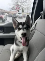 Maverick , a male Siberian Husky for sale in Tacoma, WA – Photo 4 of 5