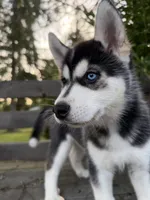Maverick , a male Siberian Husky for sale in Tacoma, WA – Photo 3 of 5