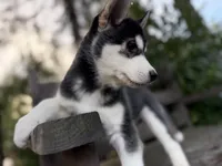 Maverick , a male Siberian Husky for sale in Tacoma, WA – Photo 1 of 5