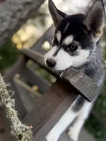 Maverick , a male Siberian Husky for sale in Tacoma, WA – Photo 2 of 5