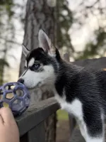 Maverick , a male Siberian Husky for sale in Tacoma, WA – Photo 5 of 5