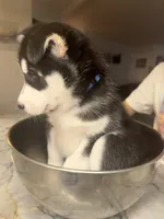 Thalia, a female Siberian Husky for sale in Tacoma, WA – Photo 2 of 4