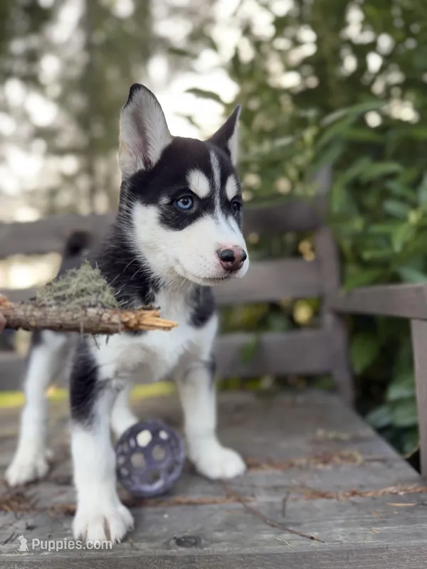 Thalia – Siberian Husky puppy for sale in Tacoma, WA