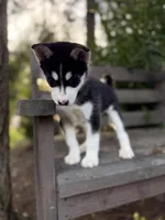 Thalia, a female Siberian Husky for sale in Tacoma, WA – Photo 3 of 4