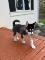 Thalia, a female Siberian Husky for sale in Tacoma, WA – Photo 4 of 4