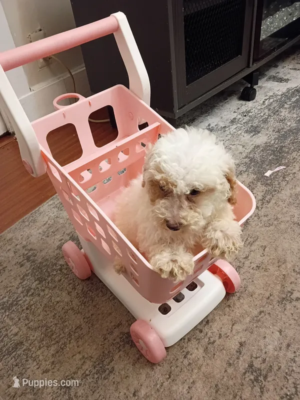 Stella – Poodle - Miniature  puppy for sale in Detroit, MI