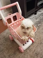 Stella, a female Poodle - Miniature  for sale in Detroit, MI – 1 of 4