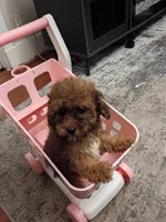 Daisy, a female Poodle - Miniature  for sale in Detroit, MI – 3 of 4
