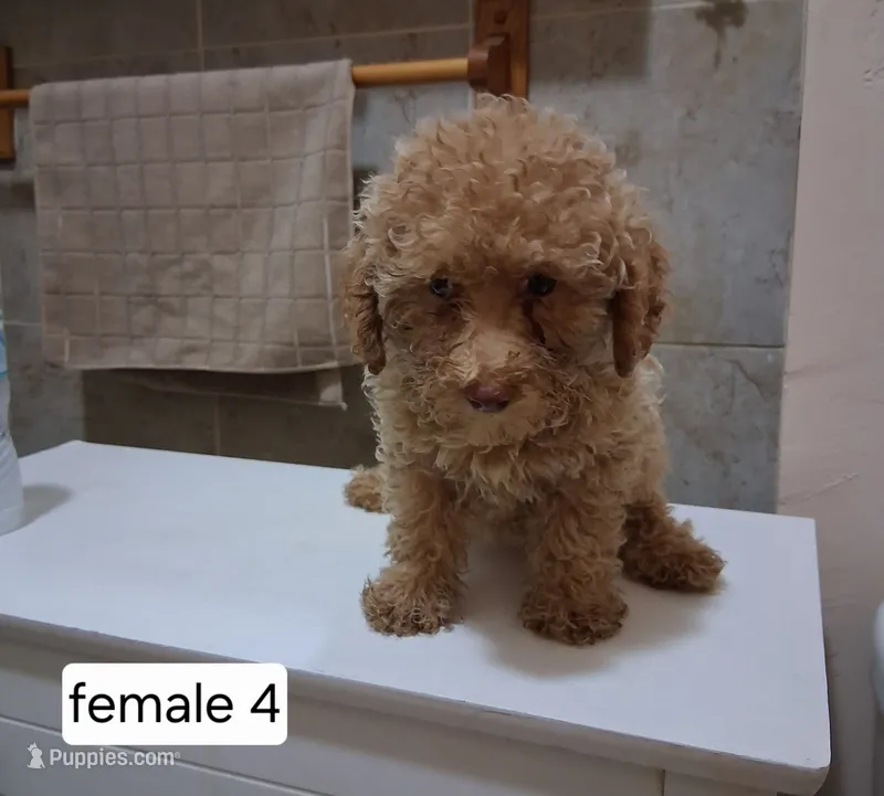 Betty – Poodle - Miniature  puppy for sale in Detroit, MI